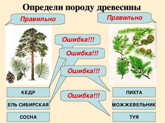 Определи породу древесины Правильно Правильно Ошибка!!! Ошибка!!! Ошибка!!! КЕДР ПИХТА Ошибка!!! ЕЛЬ СИБИРСКАЯ МОЖЖЕВЕЛЬНИК СОСНА ТУЯ