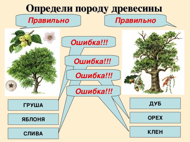 Определи породу древесины Правильно Правильно Ошибка!!! Ошибка!!! Ошибка!!! Ошибка!!! ДУБ ГРУША ОРЕХ ЯБЛОНЯ КЛЕН СЛИВА