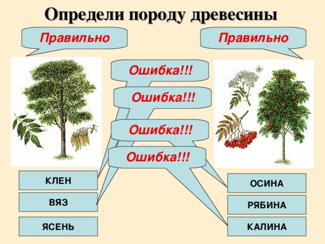 Определи породу древесины Правильно Правильно Ошибка!!! Ошибка!!! Ошибка!!! Ошибка!!! КЛЕН ОСИНА ВЯЗ РЯБИНА ЯСЕНЬ КАЛИНА