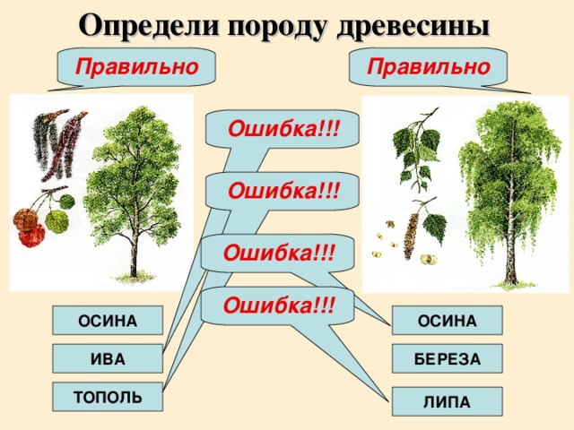 Определи породу древесины Правильно Правильно Ошибка!!! Ошибка!!! Ошибка!!! Ошибка!!! ОСИНА ОСИНА ИВА БЕРЕЗА ТОПОЛЬ ЛИПА