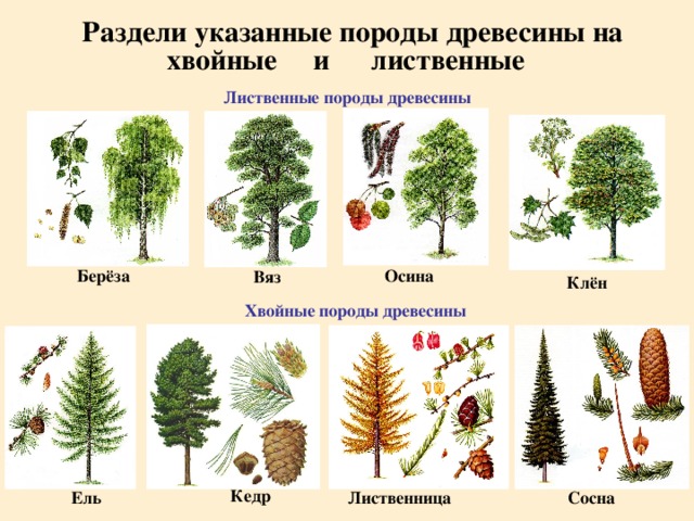 Раздели указанные породы древесины на хвойные лиственные и Лиственные породы древесины Берёза Осина Вяз Клён Хвойные породы древесины Кедр Ель Сосна Лиственница