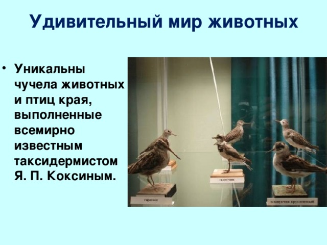 Удивительный мир животных Уникальны чучела животных и птиц края, выполненные всемирно известным таксидермистом Я. П. Коксиным.  