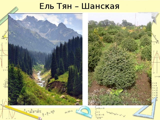 Ель Тян – Шанская 