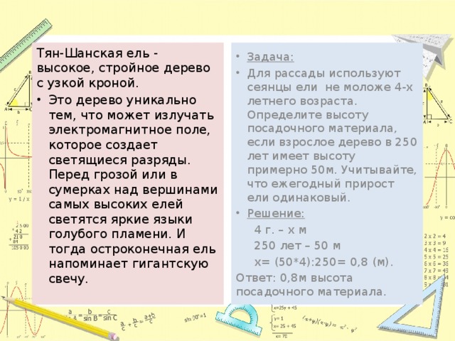 Тян-Шанская ель - высокое, стройное дерево с узкой кроной. Задача: Для рассады используют сеянцы ели не моложе 4-х летнего возраста. Определите высоту посадочного материала, если взрослое дерево в 250 лет имеет высоту примерно 50м. Учитывайте, что ежегодный прирост ели одинаковый. Решение: Это дерево уникально тем, что может излучать электромагнитное поле, которое создает светящиеся разряды. Перед грозой или в сумерках над вершинами самых высоких елей светятся яркие языки голубого пламени. И тогда остроконечная ель напоминает гигантскую свечу.  4 г. – х м  250 лет – 50 м  х= (50*4):250= 0,8 (м). Ответ: 0,8м высота посадочного материала. 