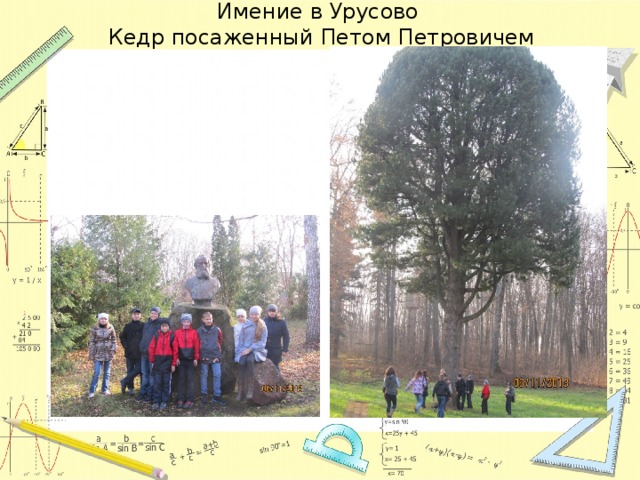 Имение в Урусово  Кедр посаженный Петом Петровичем 