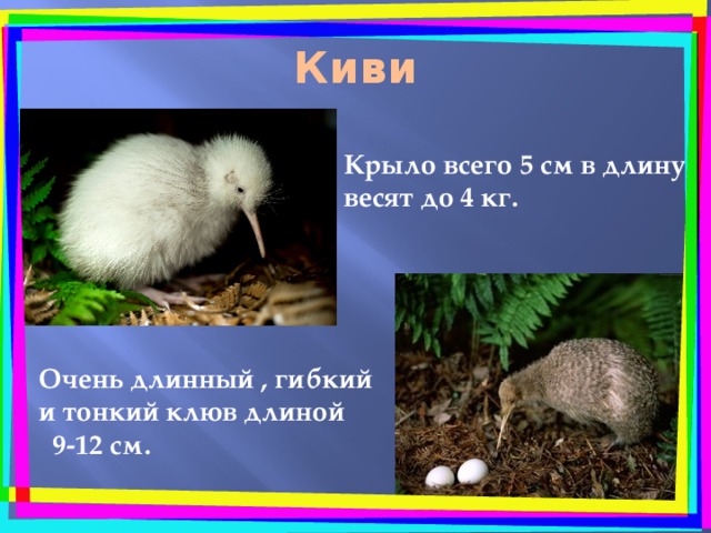 Киви  Крыло всего 5 см в длину, весят до 4 кг. Очень длинный , гибкий и тонкий клюв длиной  9-12 см. 