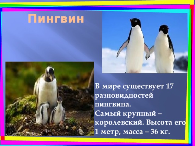 Пингвин   В мире существует 17 разновидностей пингвина. Самый крупный – королевский. Высота его 1 метр, масса – 36 кг. 