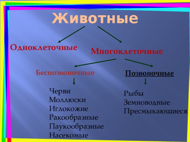 Животные Одноклеточные Многоклеточные Беспозвоночные  Позвоночные Черви Моллюски Иглокожие Ракообразные Паукообразные Насекомые Рыбы Земноводные Пресмыкающиеся 