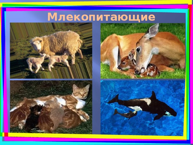 Млекопитающие 