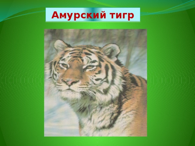 Амурский тигр 
