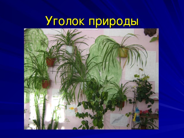 Уголок природы 