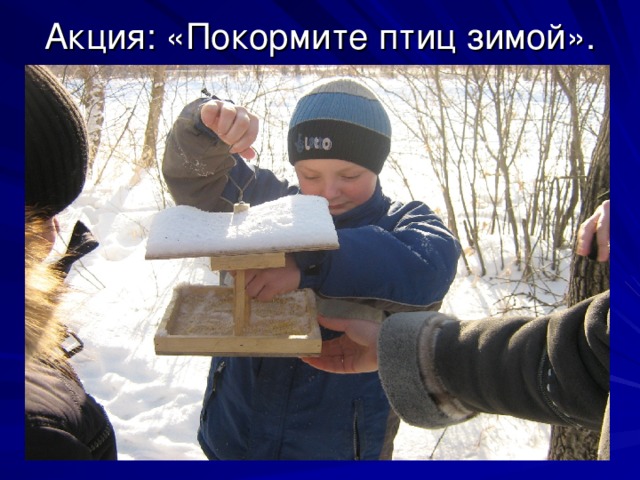 Акция: «Покормите птиц зимой». 