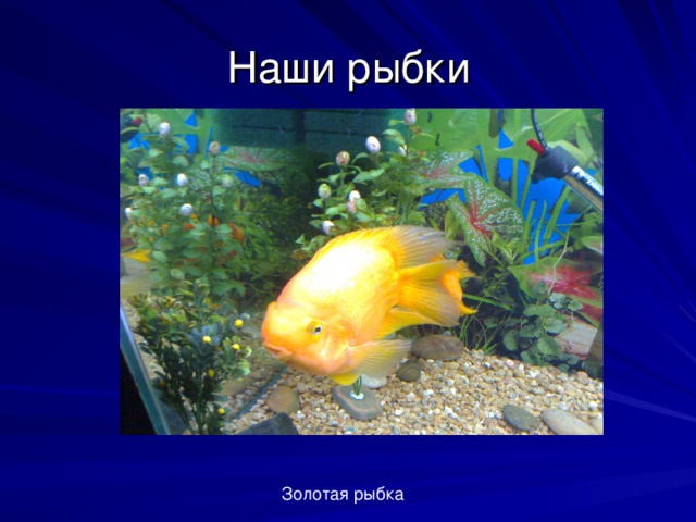 Наши рыбки Золотая рыбка 