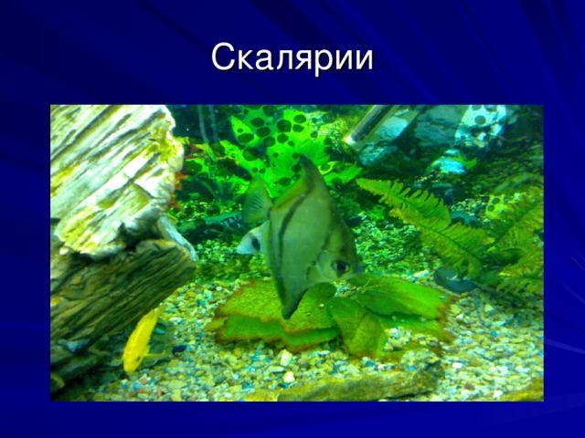 Скалярии 