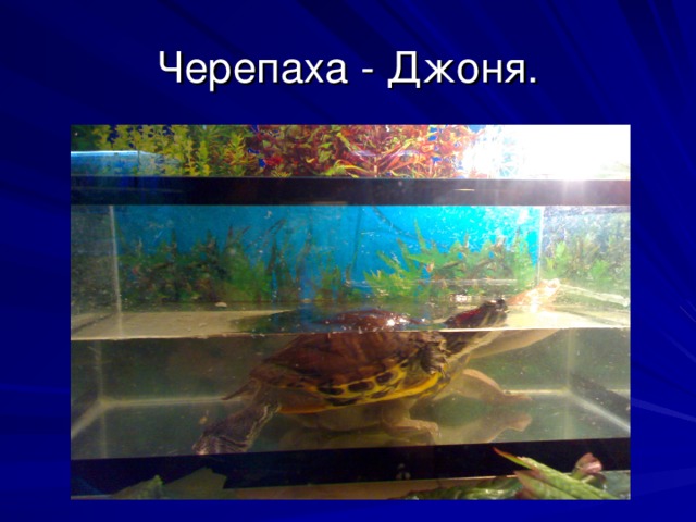 Черепаха - Джоня. 