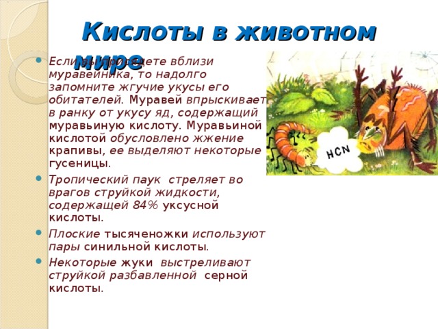 Кислоты в животном мире Если вы присядете вблизи муравейника, то надолго запомните жгучие укусы его обитателей. Муравей впрыскивает в ранку от укусу яд, содержащий муравьиную кислоту . Муравьиной кислотой обусловлено жжение крапивы , ее выделяют некоторые гусеницы . Тропический паук стреляет во врагов струйкой жидкости, содержащей 84% уксусной кислоты . Плоские тысяченожки используют пары синильной кислоты . Некоторые жуки выстреливают струйкой разбавленной серной кислоты .  