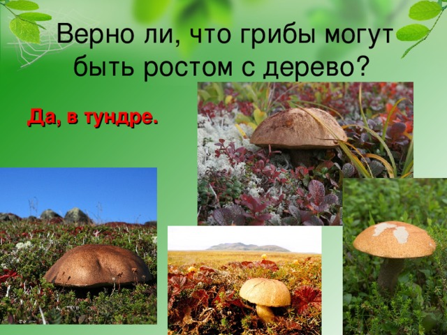 Верно ли, что грибы могут быть ростом с дерево? Да, в тундре. 