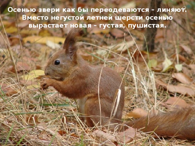 Осенью звери как бы переодеваются – линяют. Вместо негустой летней шерсти осенью вырастает новая – густая, пушистая. 