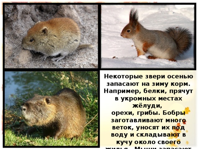 Некоторые звери осенью запасают на зиму корм. Например, белки, прячут в укромных местах жёлуди, орехи, грибы. Бобры заготавливают много веток, уносят их под воду и складывают в кучу около своего жилья. Мыши запасают в норках жёлуди, орехи, зёрна хлебных растений. 