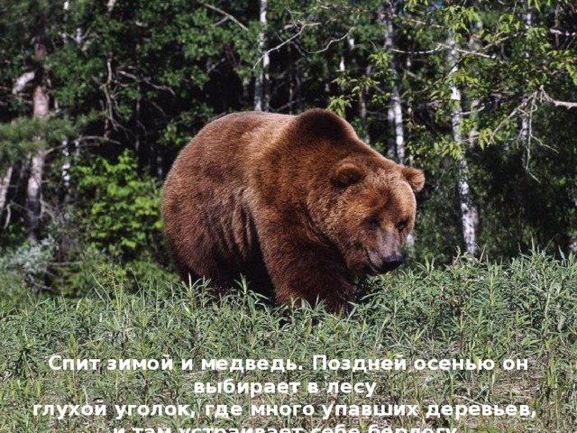 Спит зимой и медведь. Поздней осенью он выбирает в лесу глухой уголок, где много упавших деревьев, и там устраивает себе берлогу. 