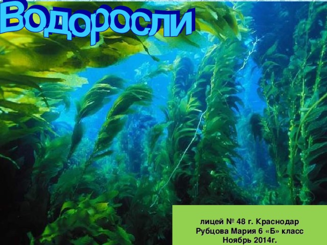 ←  Картинка 3 из 166 190  →  Вернуться к результатам поиска   лицей № 48 г. Краснодар Рубцова Мария 6 «Б» класс Ноябрь 2014г.  