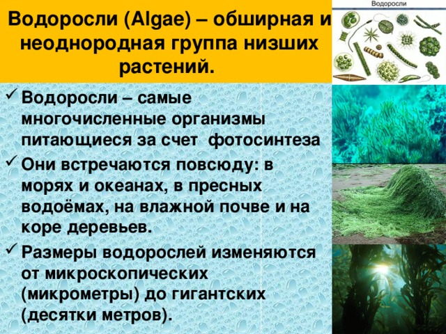 Водоросли (Algae) – обширная и неоднородная группа низших растений. Водоросли – самые многочисленные организмы питающиеся за счет фотосинтеза Они встречаются повсюду: в морях и океанах, в пресных водоёмах, на влажной почве и на коре деревьев. Размеры водорослей изменяются от микроскопических (микрометры) до гигантских (десятки метров). 