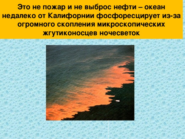 Это не пожар и не выброс нефти – океан недалеко от Калифорнии фосфоресцирует из-за огромного скопления микроскопических жгутиконосцев ночесветок 