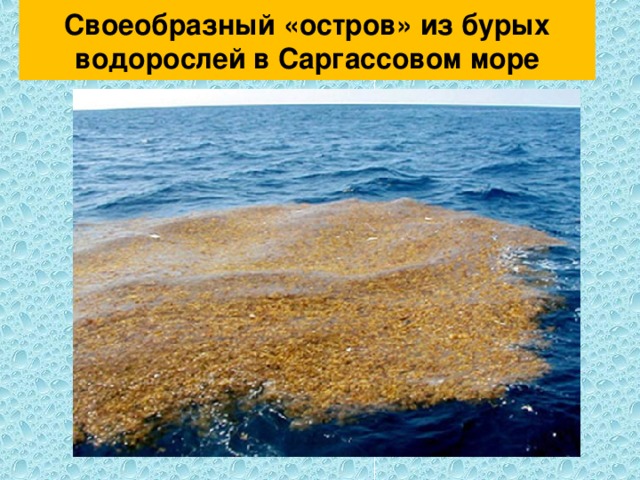 Своеобразный «остров» из бурых водорослей в Саргассовом море 