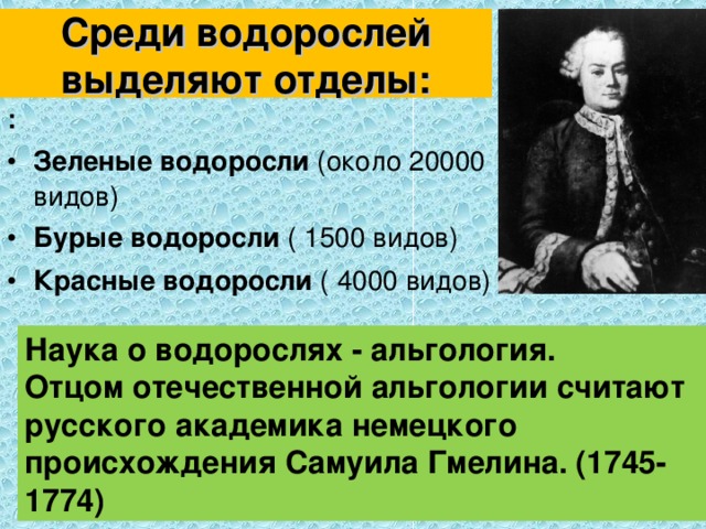 Среди водорослей выделяют отделы: : Зеленые водоросли (около 20000 видов) Бурые водоросли ( 1500 видов) Красные водоросли ( 4000 видов) Наука о водорослях - альгология. Отцом отечественной альгологии считают русского академика немецкого происхождения Самуила Гмелина. (1745-1774) 