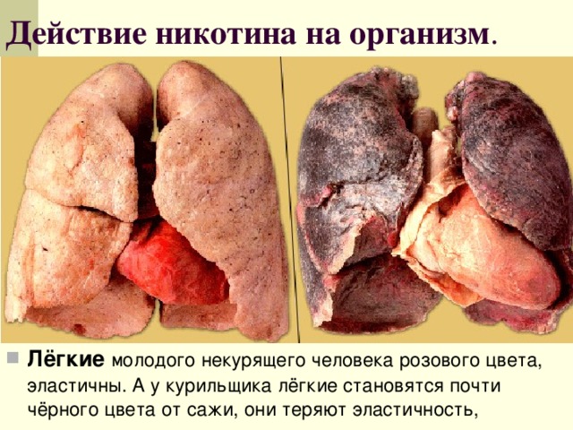Действие никотина на организм . Лёгкие молодого некурящего человека розового цвета, эластичны. А у курильщика лёгкие становятся почти чёрного цвета от сажи, они теряют эластичность, 