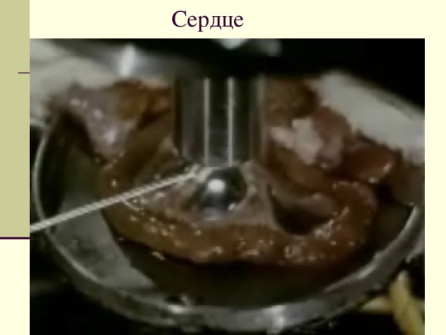  Сердце 