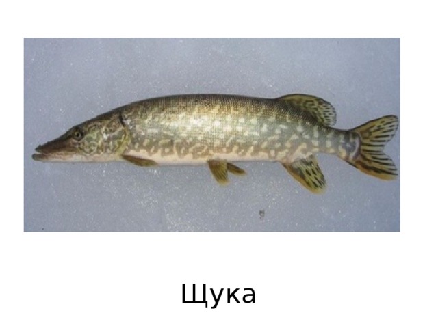 Щука 