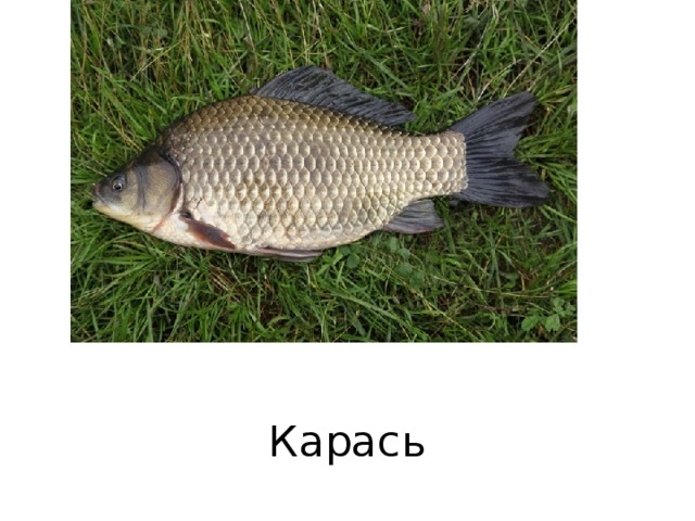 Карась 