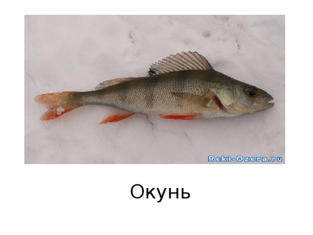 Окунь 