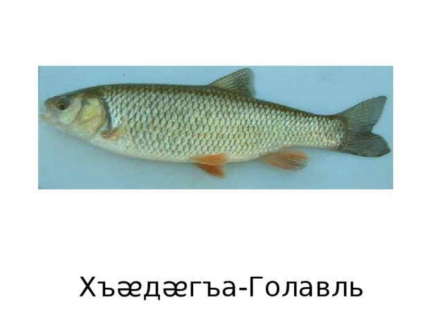 Хъᴂдᴂгъа-Голавль 