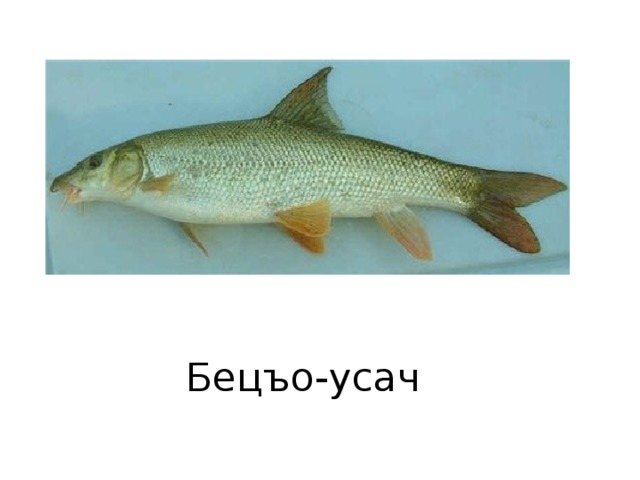 Бецъо-усач 