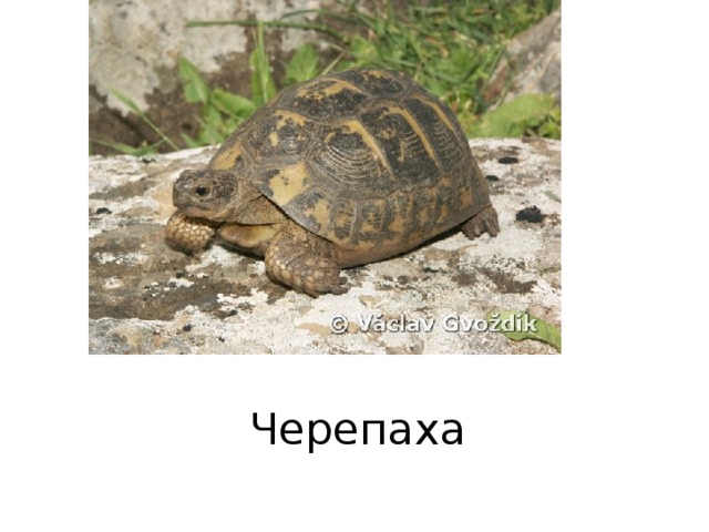 Черепаха 