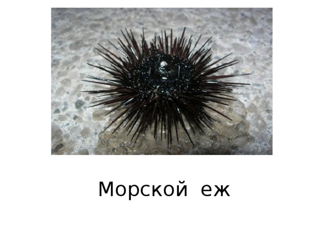 Морской еж 