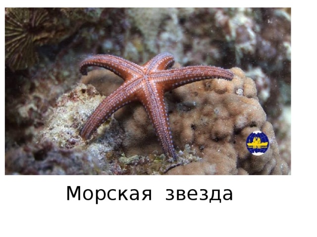 Морская звезда 