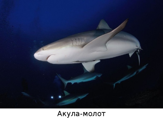 Акула-молот 