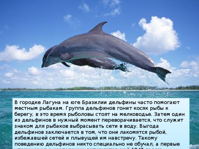 В городке Лагуна на юге Бразилии дельфины часто помогают местным рыбакам. Группа дельфинов гонит косяк рыбы к берегу, в это время рыболовы стоят на мелководье. Затем один из дельфинов в нужный момент переворачивается, что служит знаком для рыбаков выбрасывать сети в воду. Выгода дельфинов заключается в том, что они лакомятся рыбой, избежавшей сетей и плывущей им навстречу. Такому поведению дельфинов никто специально не обучал, а первые упоминания о кооперации датируются ещё 1847 годом. 