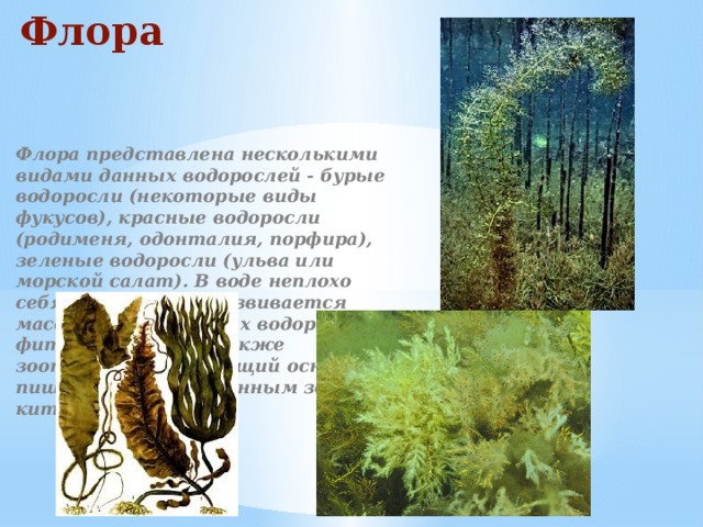 Флора Флора представлена несколькими видами данных водорослей - бурые водоросли (некоторые виды фукусов), красные водоросли (родименя, одонталия, порфира), зеленые водоросли (ульва или морской салат). В воде неплохо себя чувствует и развивается масса одноклеточных водорослей и фитопланктон, а также зоопланктон, служащий основной пищей немногочисленным здесь китообразным . 