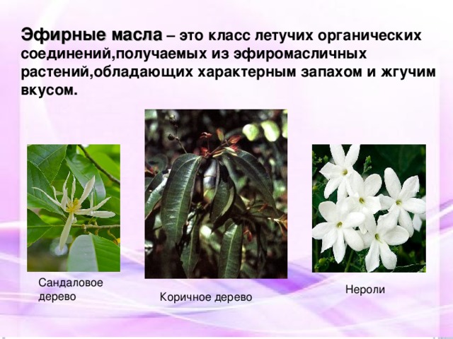Эфирные масла – это класс летучих органических соединений,получаемых из эфиромасличных растений,обладающих характерным запахом и жгучим вкусом. Сандаловое дерево Нероли Коричное дерево