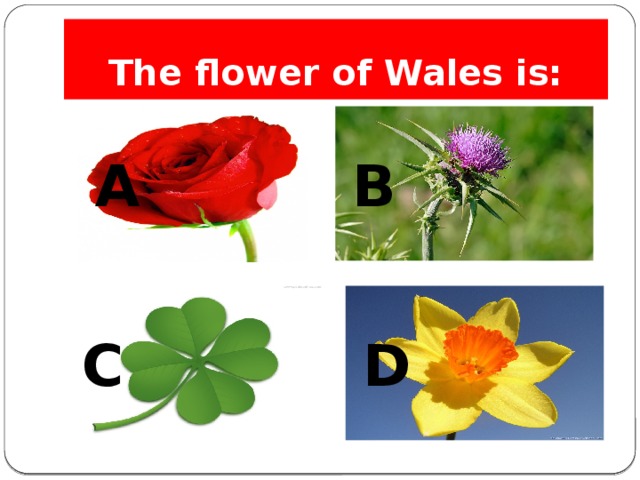 The flower of Wales is: A B C D 