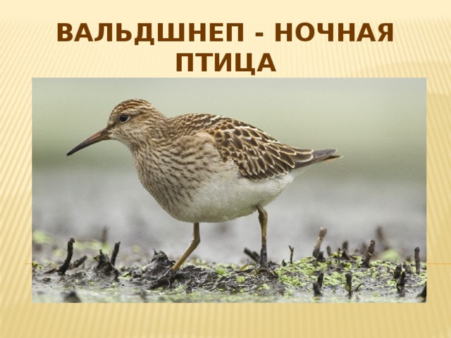 Вальдшнеп - ночная птица 