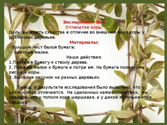 Эксперимент № 3 Отпечатки коры. Цель: выяснить сходства и отличие во внешнем виде коры у различных деревьев. Материалы: - большой лист белой бумаги; цветные мелки. Наши действия: 1.Приложи бумагу к стволу дерева. 2. Прижми мелок к бумаге и потри им. На бумаге появится рисунок коры. 3. Выполни рисунок на разных деревьях.  Вывод: в результате исследования было выявлено, что у разных кора отличается. На сделанных нами отпечатках, мы увидели, что у тополя кора шершавая, а у дикой яблоньки кора гладкая.