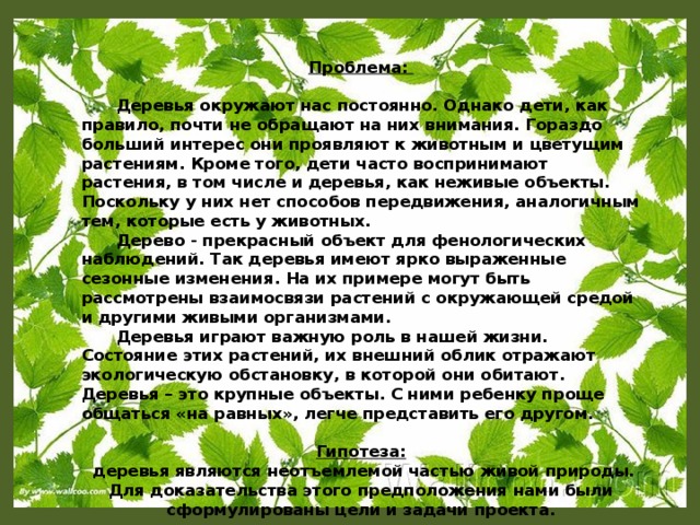 Проблема:   Деревья окружают нас постоянно. Однако дети, как правило, почти не обращают на них внимания. Гораздо больший интерес они проявляют к животным и цветущим растениям. Кроме того, дети часто воспринимают растения, в том числе и деревья, как неживые объекты. Поскольку у них нет способов передвижения, аналогичным тем, которые есть у животных.  Дерево - прекрасный объект для фенологических наблюдений. Так деревья имеют ярко выраженные сезонные изменения. На их примере могут быть рассмотрены взаимосвязи растений с окружающей средой и другими живыми организмами.  Деревья играют важную роль в нашей жизни. Состояние этих растений, их внешний облик отражают экологическую обстановку, в которой они обитают. Деревья – это крупные объекты. С ними ребенку проще общаться «на равных», легче представить его другом.  Гипотеза:  деревья являются неотъемлемой частью живой природы. Для доказательства этого предположения нами были сформулированы цели и задачи проекта.