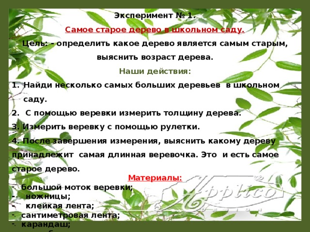 Эксперимент № 1. Самое старое дерево в школьном саду. Цель: - определить какое дерево является самым старым, выяснить возраст дерева. Наши действия: Найди несколько самых больших деревьев в школьном саду. 2. С помощью веревки измерить толщину дерева. 3. Измерить веревку с помощью рулетки. 4. После завершения измерения, выяснить какому дереву принадлежит самая длинная веревочка. Это и есть самое старое дерево. Материалы: большой моток веревки; - ножницы; - клейкая лента; сантиметровая лента; карандаш; - лист бумаги.