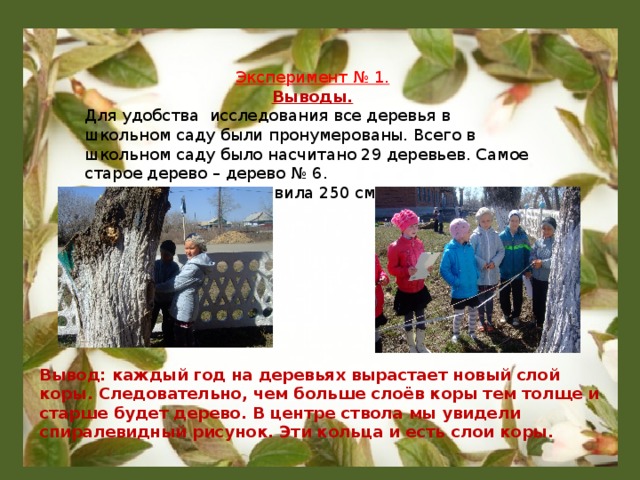 Эксперимент № 1. Выводы. Для удобства исследования все деревья в школьном саду были пронумерованы. Всего в школьном саду было насчитано 29 деревьев. Самое старое дерево – дерево № 6. Толщина ствола составила 250 см. Вывод: каждый год на деревьях вырастает новый слой коры. Следовательно, чем больше слоёв коры тем толще и старше будет дерево. В центре ствола мы увидели спиралевидный рисунок. Эти кольца и есть слои коры.