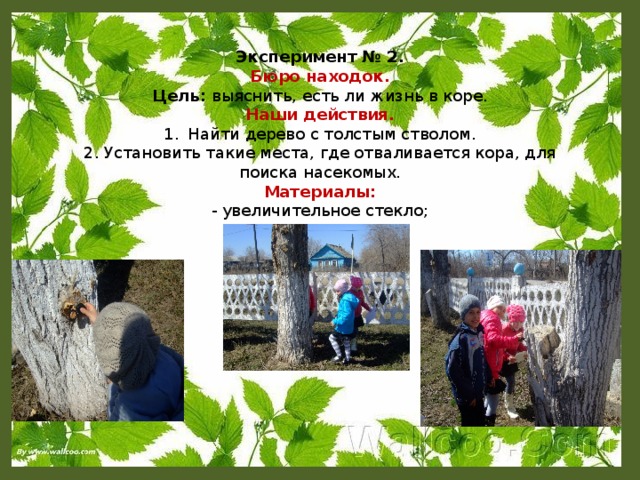 Эксперимент № 2. Бюро находок. Цель: выяснить, есть ли жизнь в коре. Наши действия. Найти дерево с толстым стволом. 2. Установить такие места, где отваливается кора, для поиска насекомых. Материалы: - увеличительное стекло; - деревья.